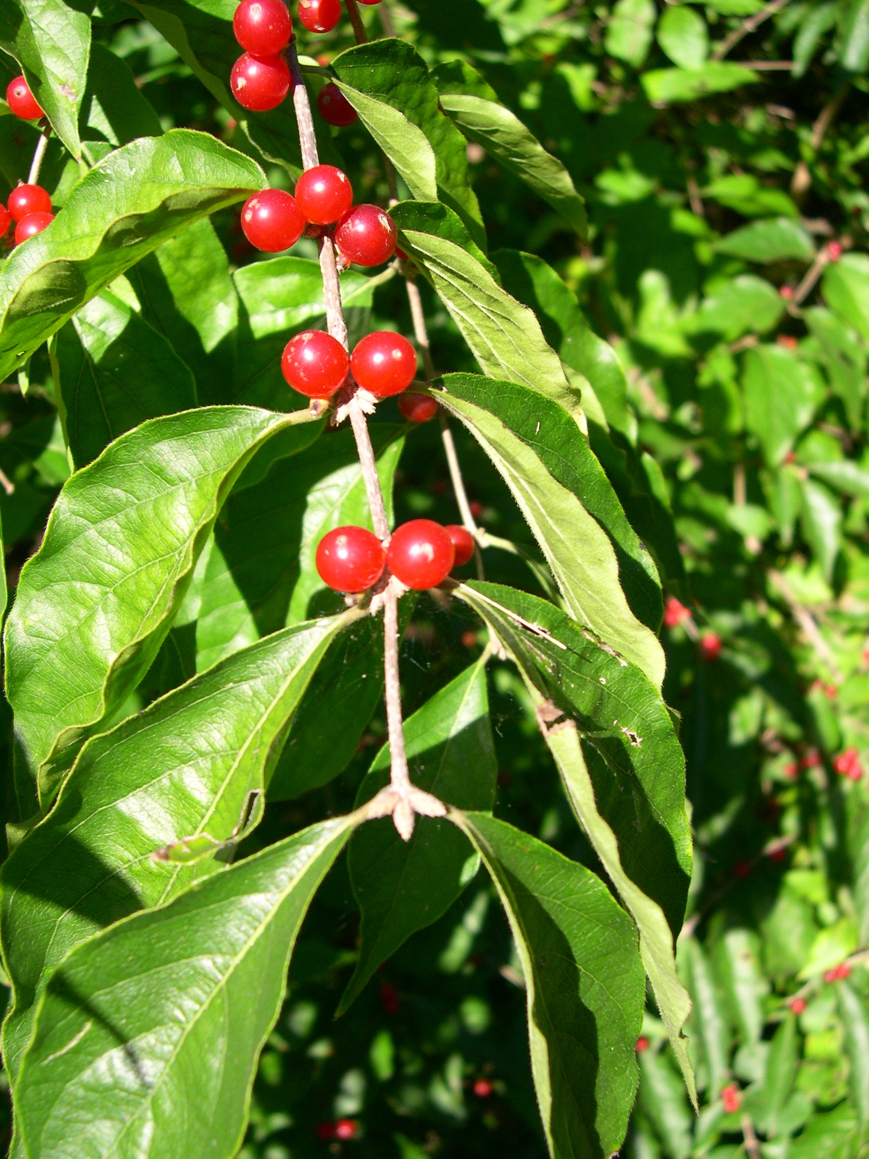 Why Amur honeysuckle is an invasive plant for Kentucky