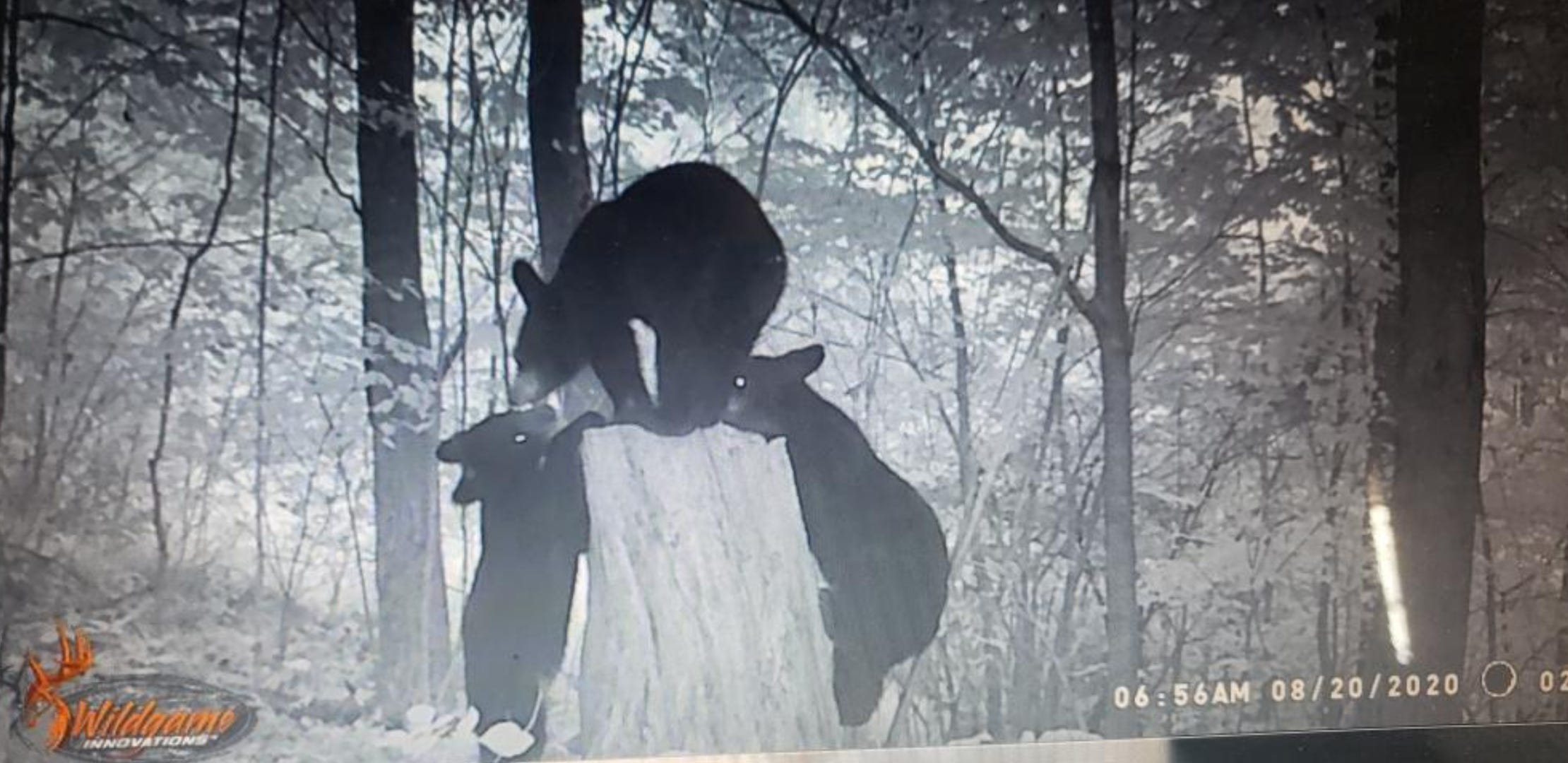 Pennsylvania bear season map Track harvest in realtime