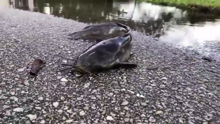 Flooding from tropical storm Eta hit Martin County, Florida, on November 10, stranding a catfish on pavement in a residential neighborhood.