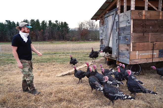 Organic farmer Kyle Saltonstall feeds the 24 turkeys on the 100-acre farm a couple of weeks before the Thanksgiving holiday.