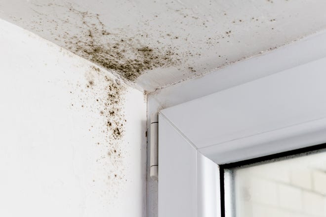 More than a cosmetic problem, mold can damage your home and even contribute to serious health issues.