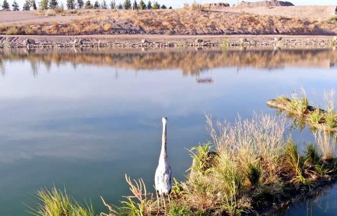 A crane has moved in at Trees Lake for the winter.