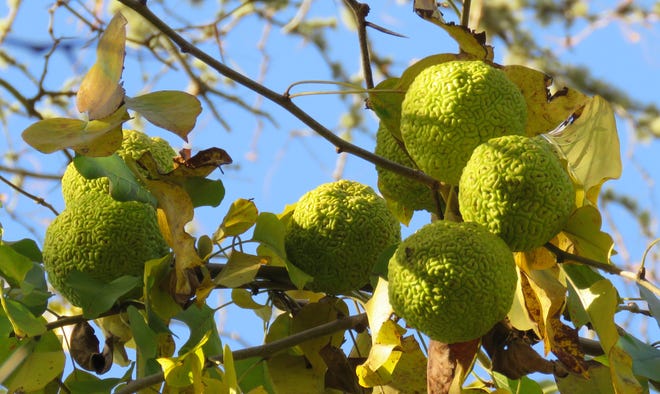Osage orange fruit, awaiting the call of gravity
