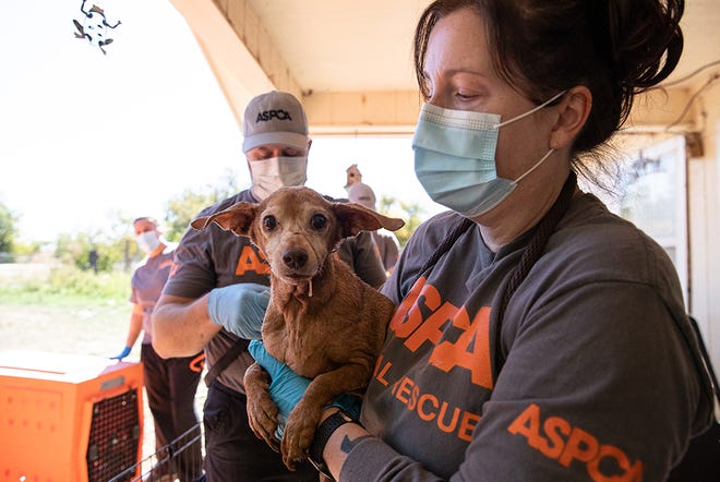 Aspca Rescues 40 San Angelo Area Dogs From Overcrowded Mobile Home Aspca Rescues 40 San Angelo Area Dogs From Overcrowded Mobile Home