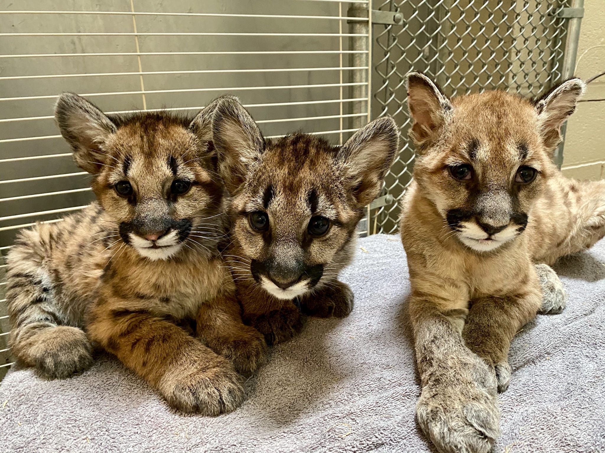 Mountain Lion Cubs Rescued From California Wildfires Coming To Columbus Zoo