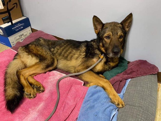 Sarge, a 5-year-old German shepherd, was placed in the care of the Ross County Humane Society after he was found to be 47 pounds. He is currently in the care of an employee and is awaiting more test results until he can be adopted.