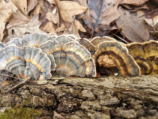 A clump of turkey tail mushrooms is shown at Red-tail’s White River Woods.