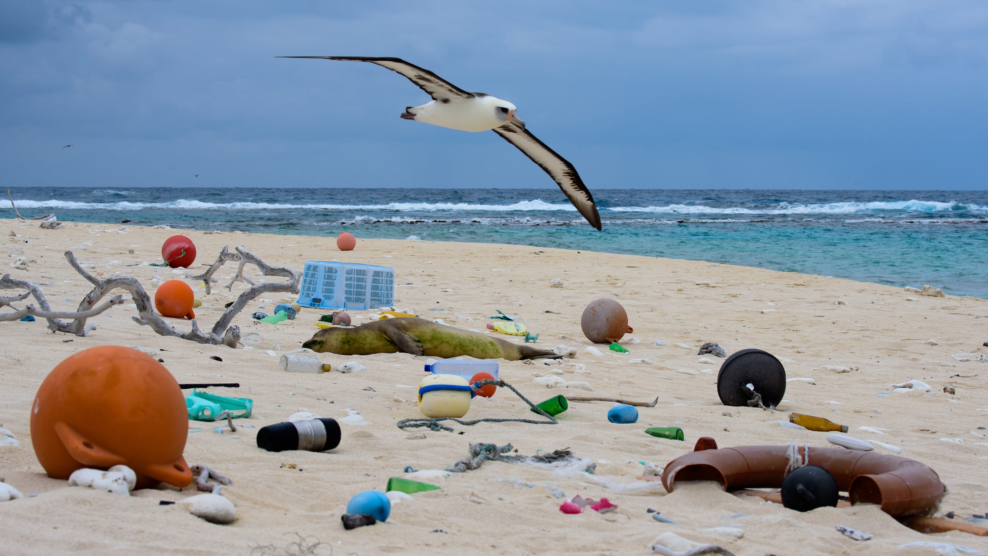 Report lays out dangers plastics pose to marine life
