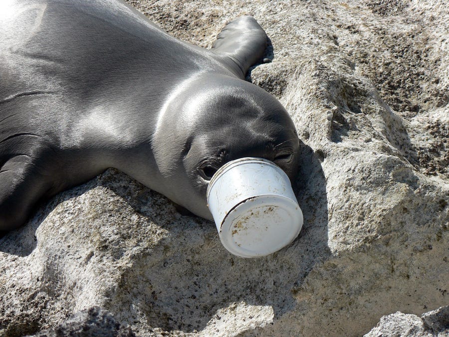 A seal with its snout stuck in a plastic container lies on a beach in Hawaii.