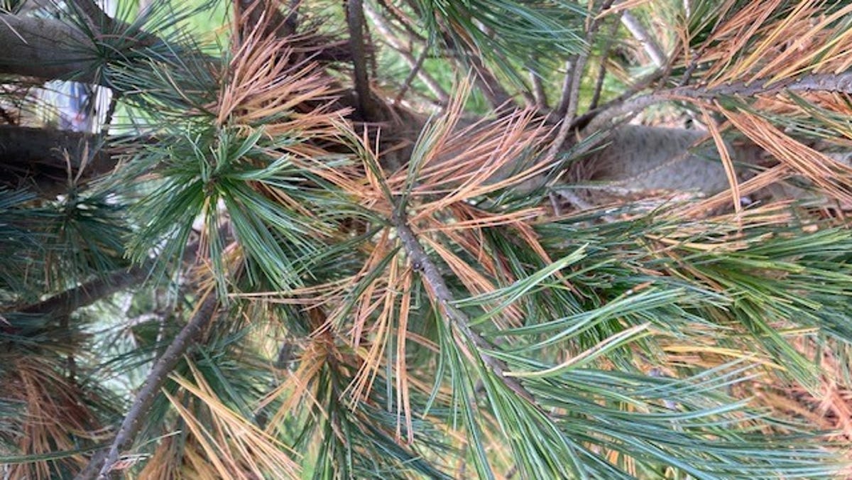 Over The Garden Gate Diagnosing Seasonal Needle Drop Or Disease Over The Garden Gate Diagnosing Seasonal Needle Drop Or Disease