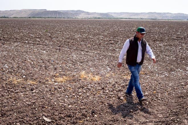 Miguel Gonzalez รักษาการผู้จัดการฟาร์มของ CRIT Farms เดินข้ามทุ่งฝ้ายที่รกร้างในเขตสงวน Indian Tribes ของแม่น้ำโคโลราโด ใกล้ Poston รัฐแอริโซนา