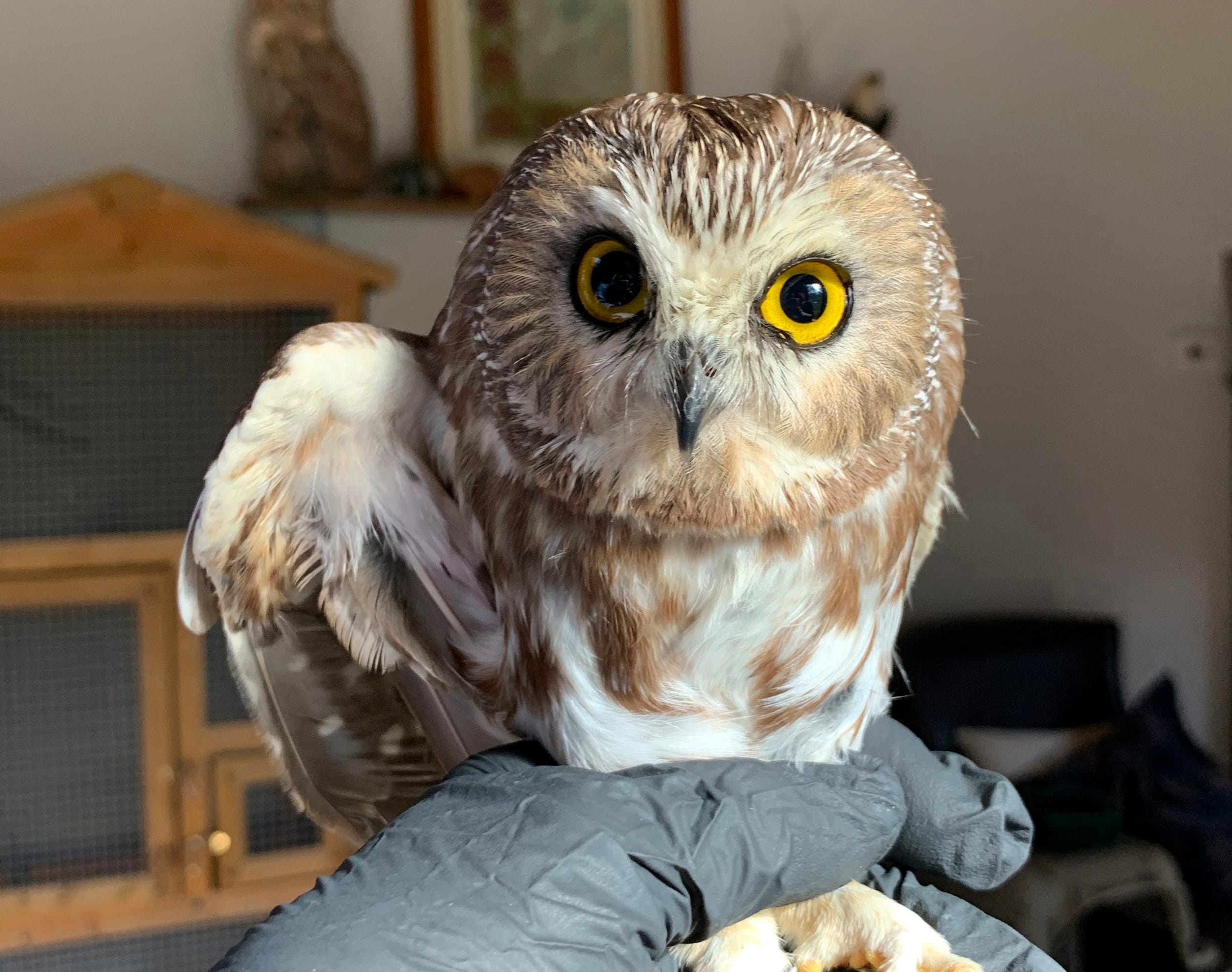 Owl Found In New York S Rockefeller Center Christmas Tree