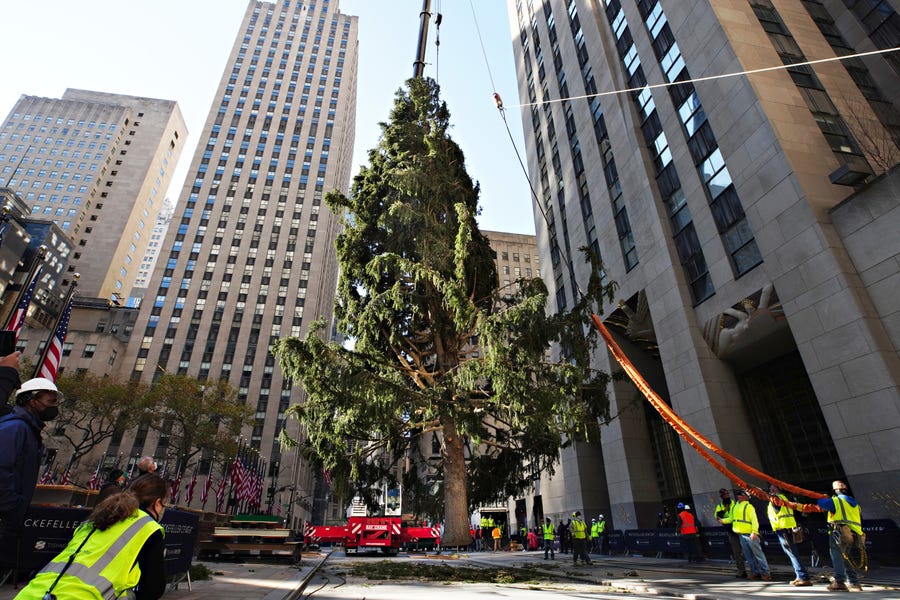 The Rockefeller Center Christmas Tree arrives at Rockefeller Plaza and is craned into place on November 14, 2020 in New York City.