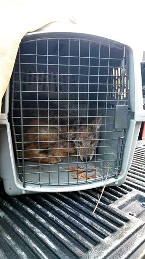 “With the help of the wind rustling the trees the officer was able to quietly approach the sleeping coyote and safely net the ill animal."
