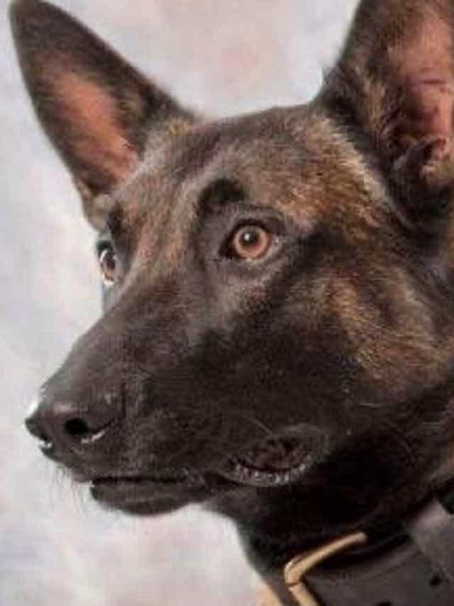 Pennsylvania K 9 Officer Titan Dies Honorably In The Line Of Duty