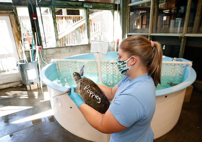 Brittnie Hoyt attends to Poppins, a green sea turtle at the Marina Science Center in Ponce Inlet on Monday, Nov. 23, 2020. 
So far this year,  the facility has provided care for 141 injured or sick sea turtles. Last year, there were a total of 124 sea turtle intakes. Poppins is the 25,000th turtle to be cared for at the facility.
