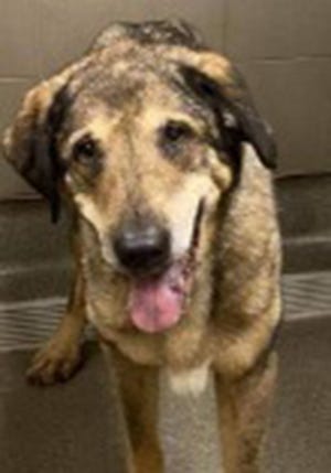 Reecy, an adult felmale shepherd, is available for adoption from SAFE Pet Rescue of Northeast Florida. Call 904-325-0196. Vaccinations are up to date.