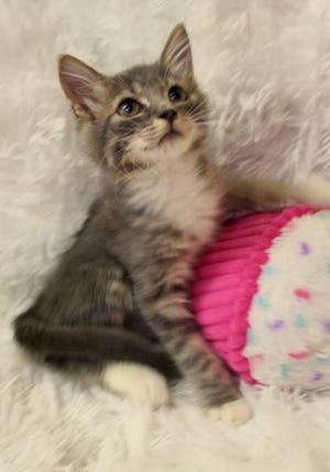 Cosette, a baby female tabby and tuxedo mix, is available for adoption from Wags & Whiskers Pet Rescue. Routine shots are up to date. For information, call 904-797-6039 or go to wwpetrescue.org to see more pets.