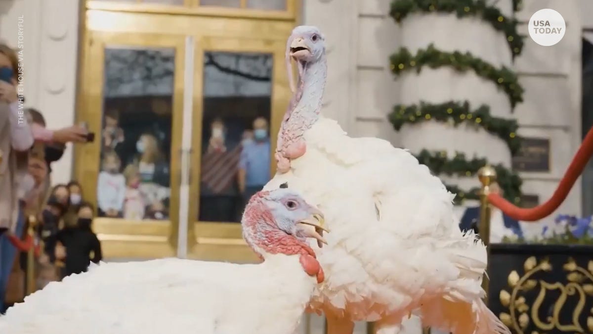 Two turkeys from a farm in Walcott, Iowa, have arrived in Washington, D.C. for the annual pardoning ceremony with the President.