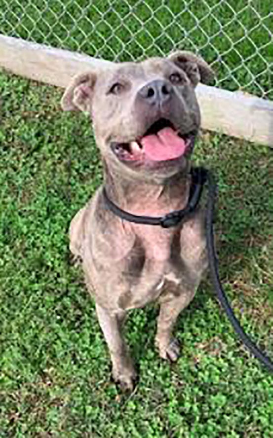 Pets of the Week: Adopt Tom Sawyer the cat, dog Nova, for holiday happiness Pets of the Week: Adopt Tom Sawyer the cat, dog Nova, for holiday happiness