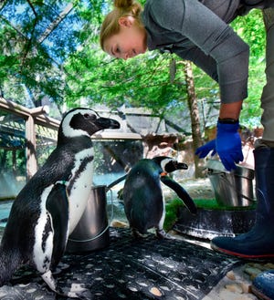 Senior Bird Keeper Larkin Johansen gets ready to feed Magellanic penguins at the Jacksonville Zoo and Gardens on May 1, when the zoo was closed to the public because of the COVD-19 pandemic. Zoo officials have said that it appears the animals miss the thousands of people who can't visit the zoo during the pandemic.