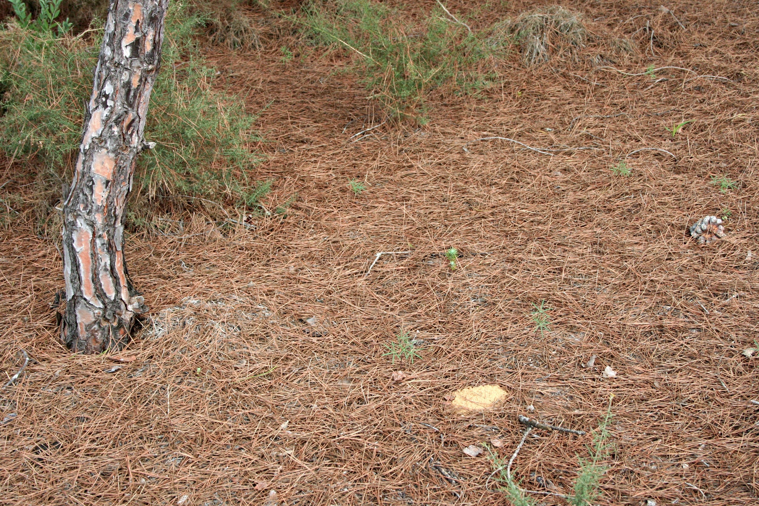 Do fallen pine needles make good mulch?