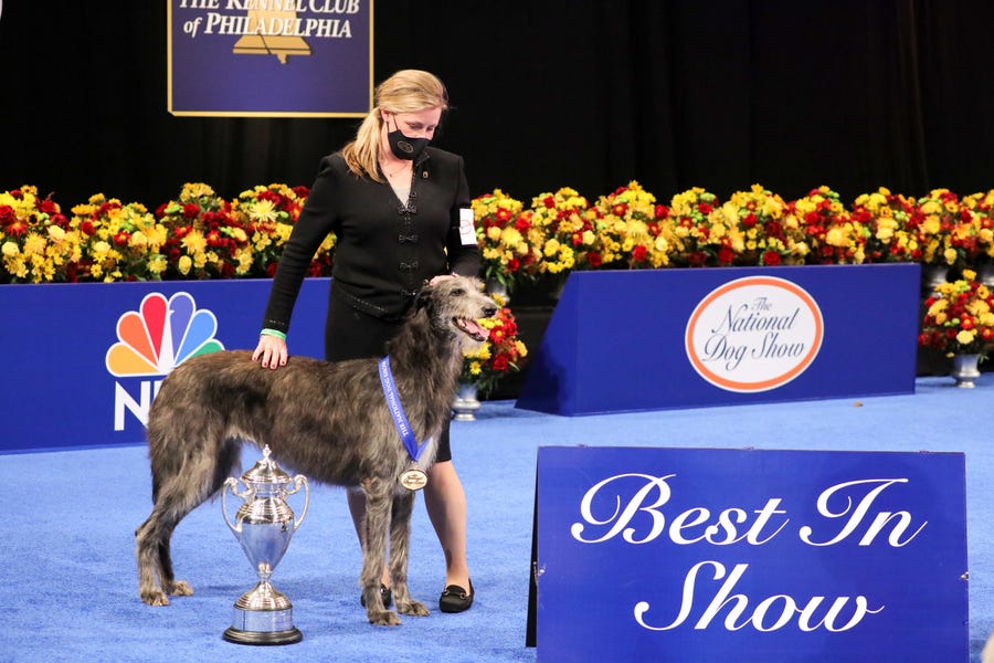 The 2020 National Dog Show Best In Show winner is a Scottish Deerhound named Claire, pictured here with handler Angela Lloyd.