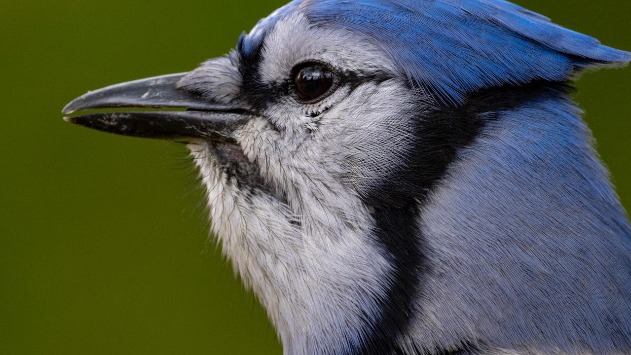 Nature News Blue Jays Not As Annoying As Originally Thought Nature News Blue Jays Not As Annoying As Originally Thought
