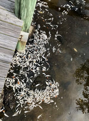 Hundreds of dead small silvery fish floated Friday atop murky greenish-brown waters along the State Road 520 causeway on Merritt Island.
