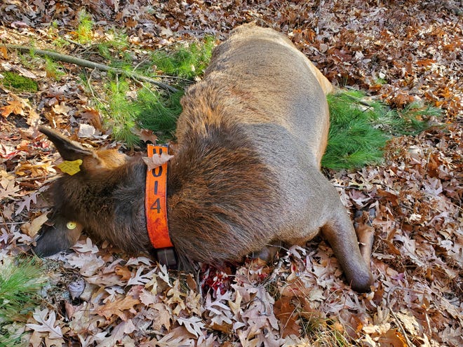 A cow elk lies dead in Jackson County after being illegally shot by a hunter during the gun deer season. The hunter, who reported the violation, reportedly mistook the elk for a white-tailed deer.