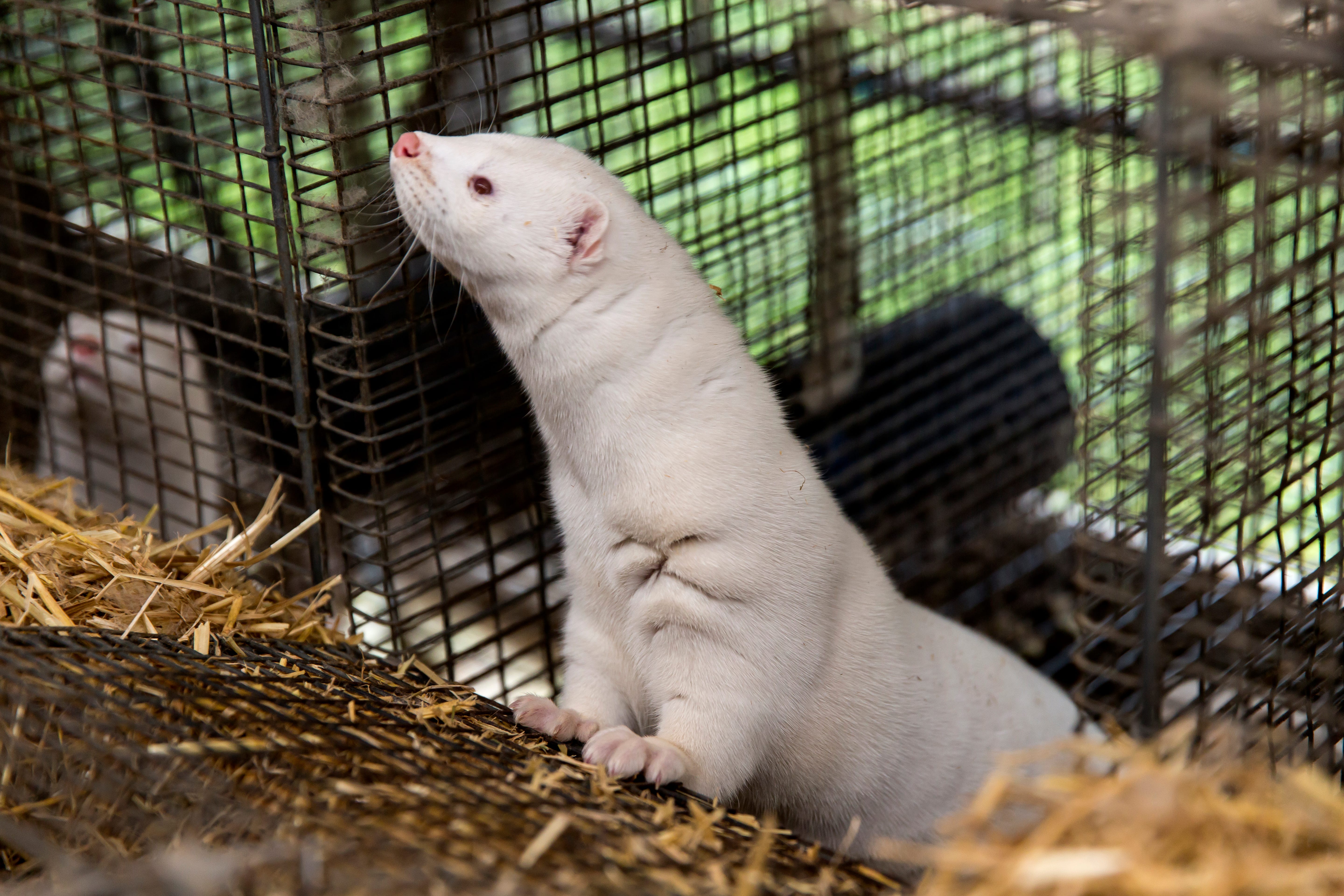 Oregon Legislature approves bill to ban live-animal markets Oregon Legislature approves bill to ban live-animal markets