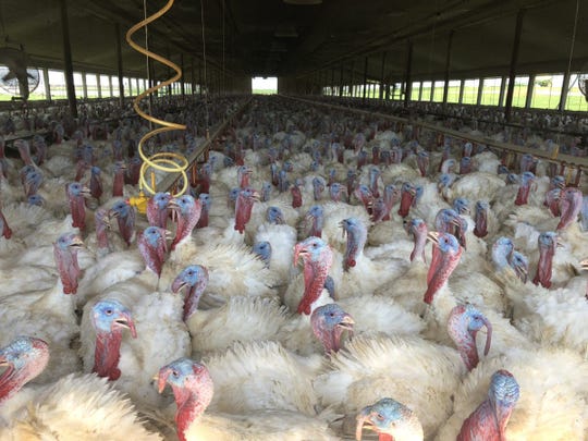 South Dakota is a significant producer of Broad Breasted White turkeys, by far the most common table-fare turkey in the U.S. White turkeys are mostly grown in large indoor barns on Hutterite colonies, such as this barn on the Oaklane Colony in Hanson County.