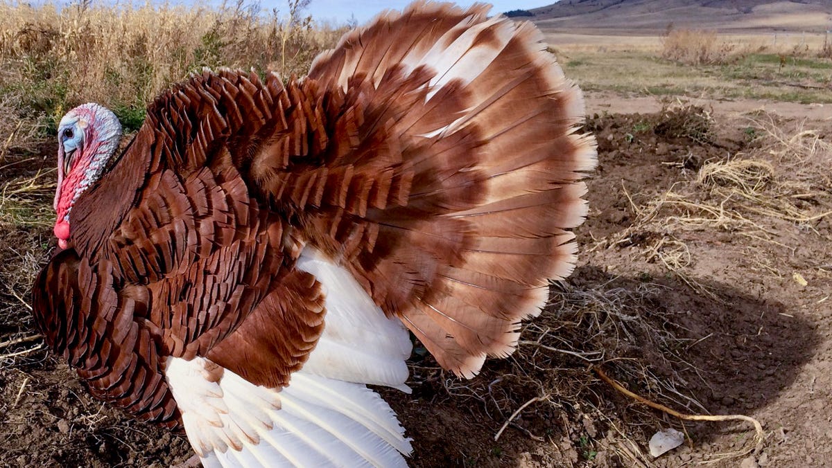 Demand remains high for ‘heritage turkeys’ grown in South Dakota