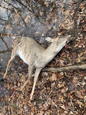One of three deer shot from a roadway in and near Ozark National Scenic Riverways national park.