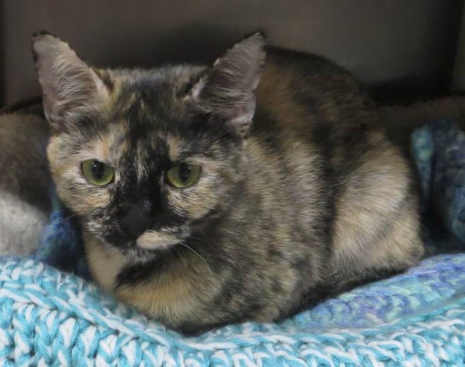 May is a cute, 1-year-old cat looking for a new home.