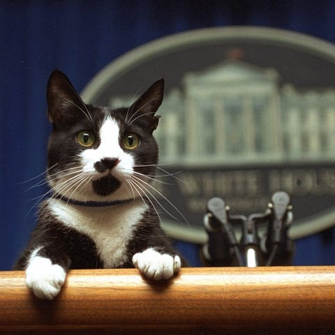 The Clinton cat Socks peers over the podium in the