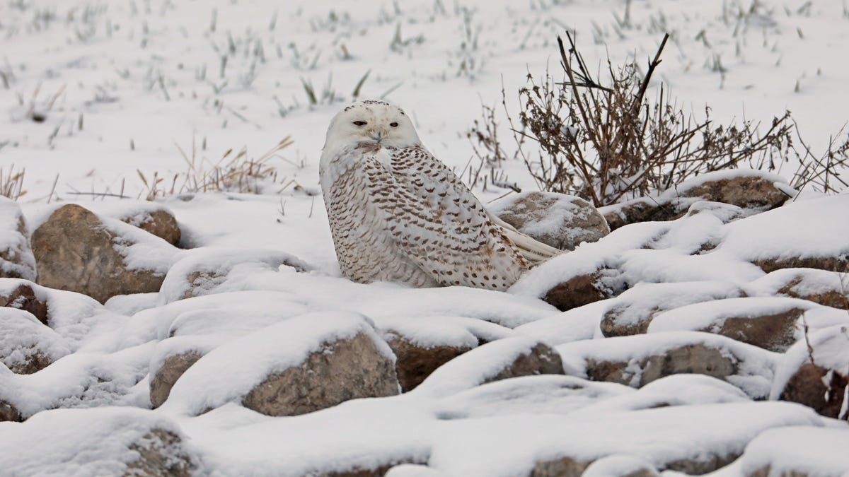 A camouflaged Snowy Owl has intrigued birdwatchers at Alum Creek