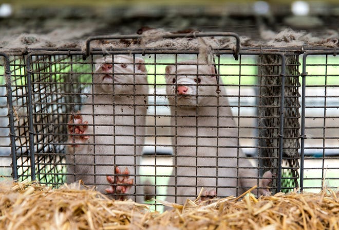 Minks at farmer Stig Sørensen's estate where all minks must be culled due to a government order on November 7, 2020 in Bording, Denmark.