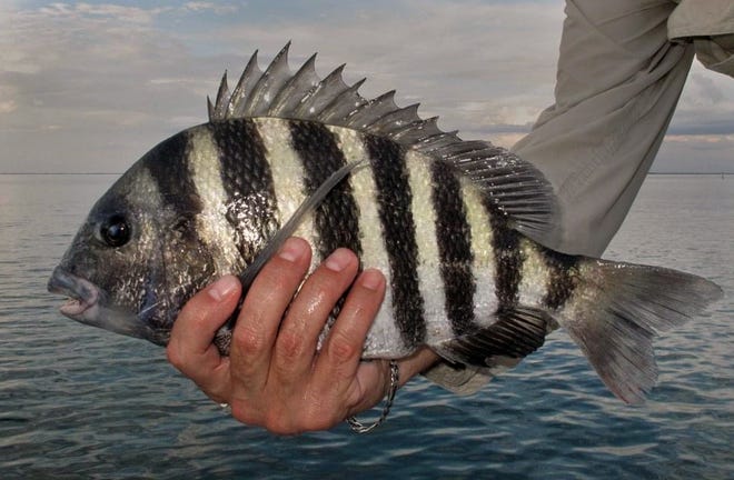 Do Sheepshead Bite at Night | Nocturnal Behavior 2025 1 Do Sheepshead Bite at Night