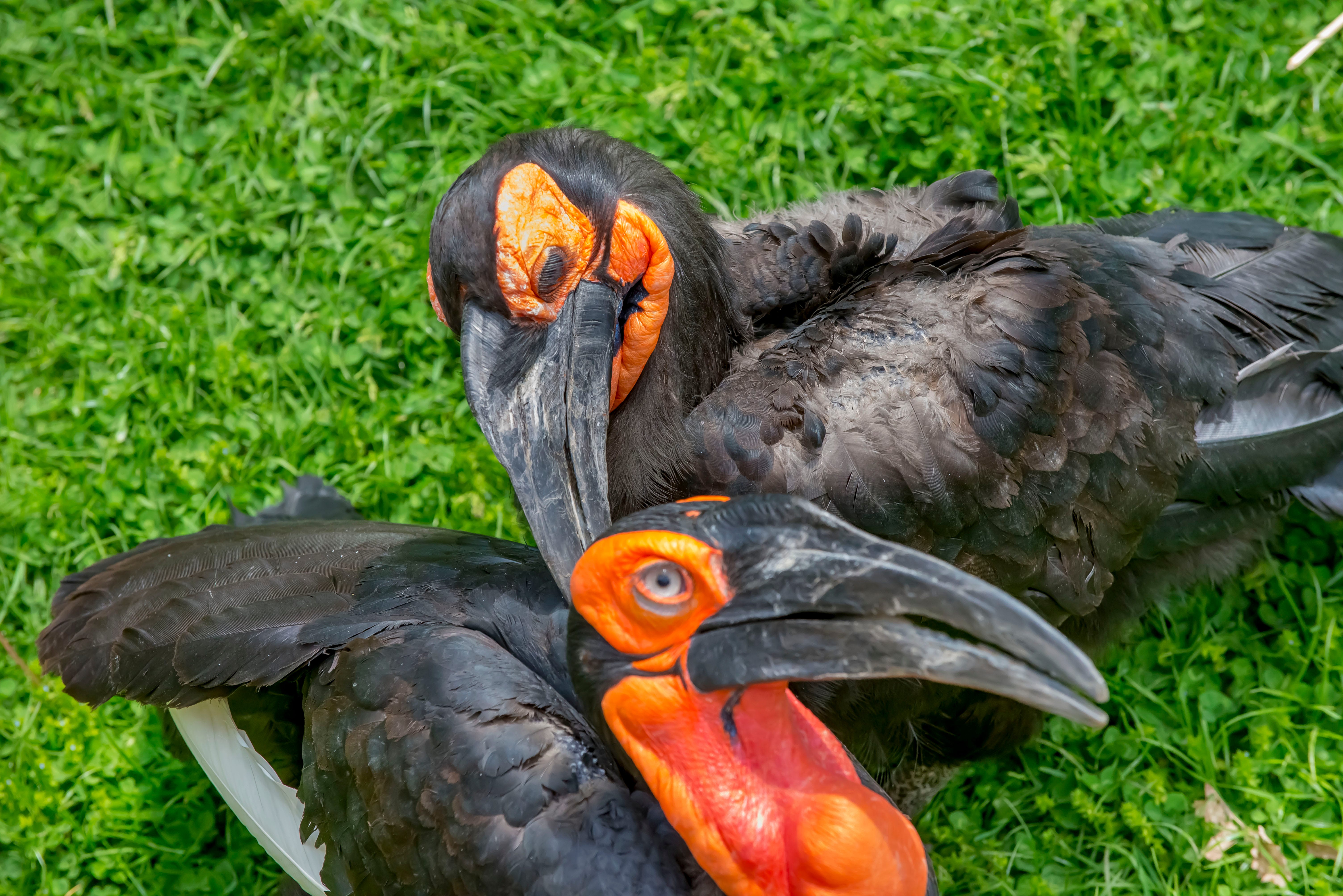 Hornrietta (top) and Niles, hornbills at the Milwaukee County Zoo