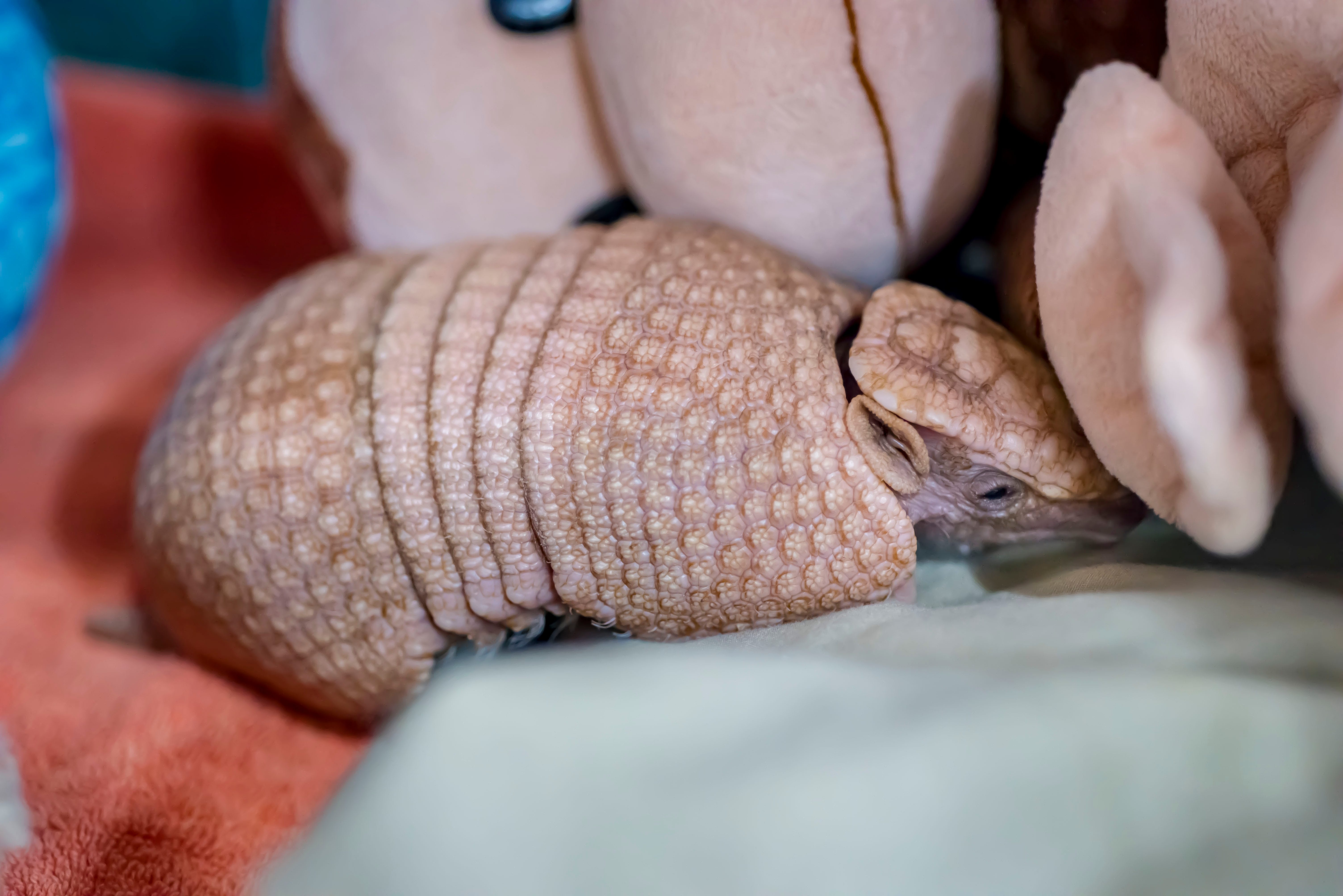 Mira the Armadillo