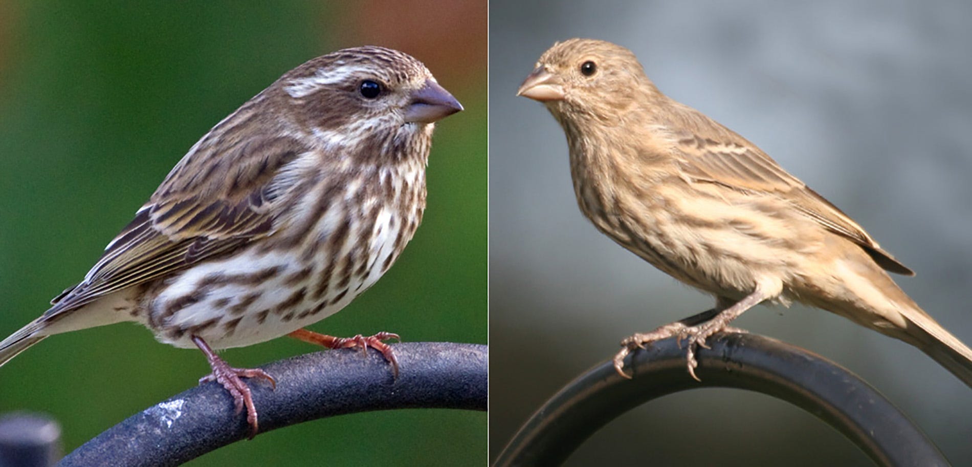 Forecast Predicts 3 Finch Species To Fly Into Coastal Georgia