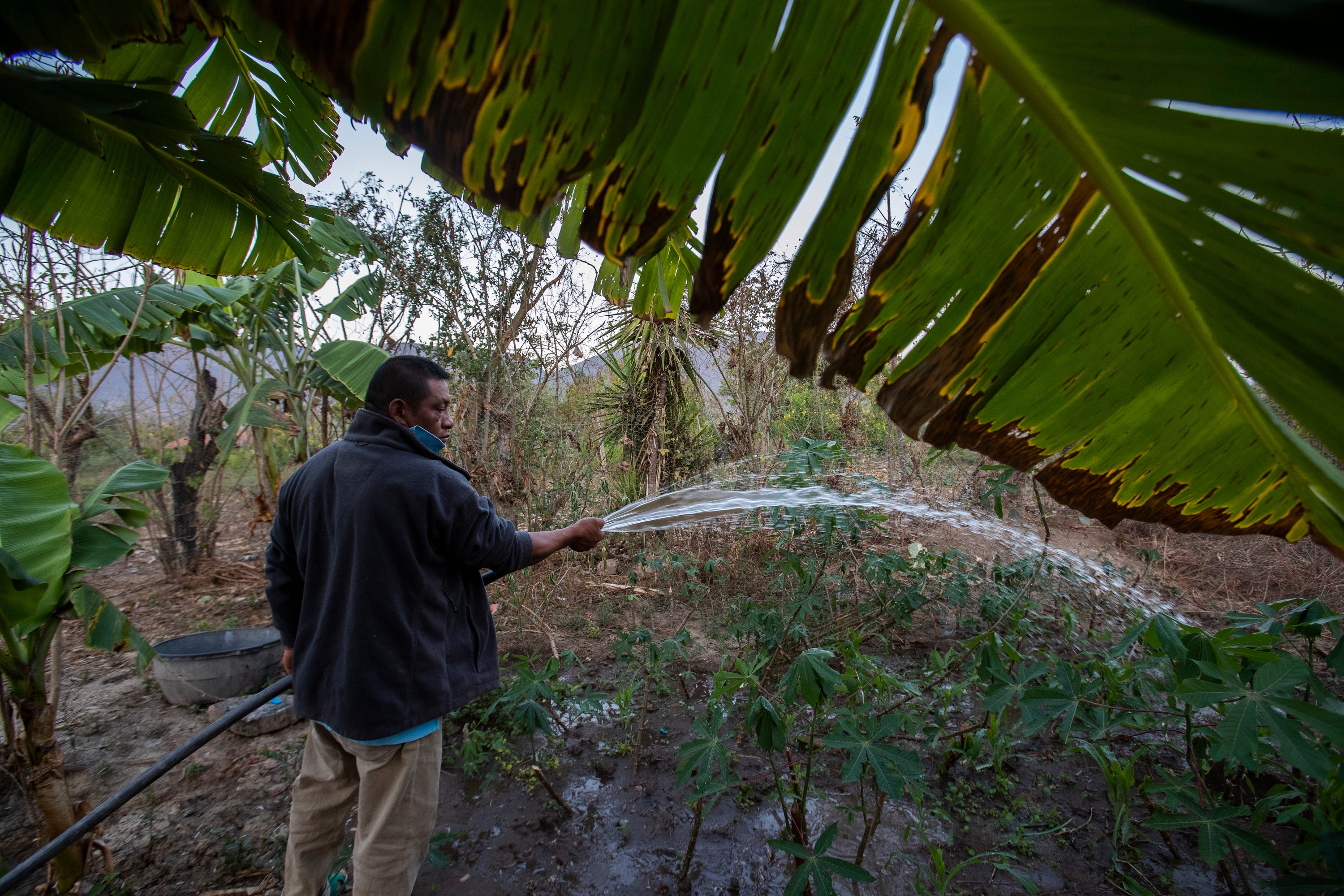 Francisco Sical uses well water to irrigate his garden at his home in Baja Verapaz, Guatemala, in early March 2020.