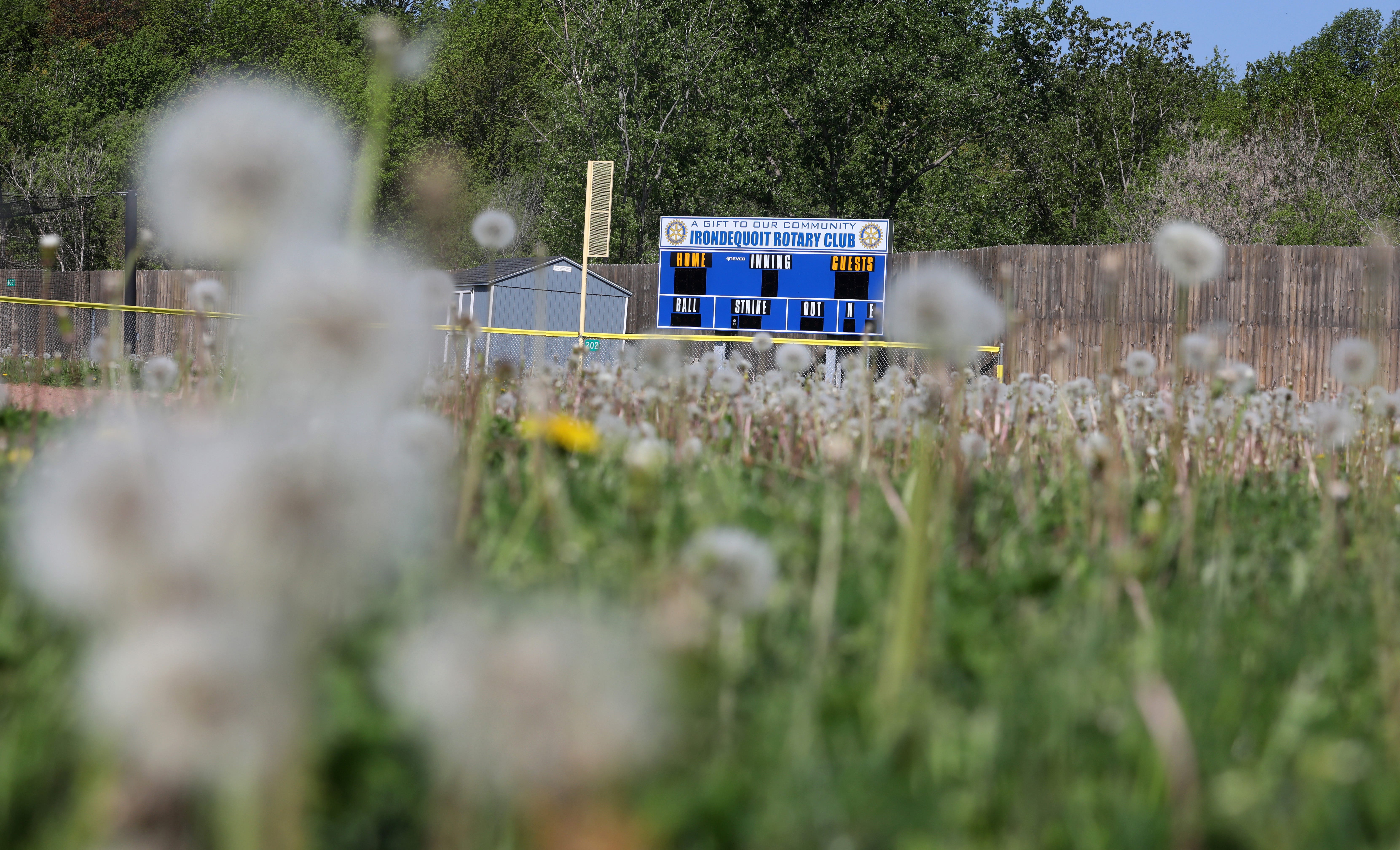 Dandelions grow around one of the fields at the Irondequoit Youth Ballpark Complex on Titus Avenue in Irondequoit Tuesday, May 26, 2020. Little League and youth leagues all across Monroe County, and the country are canceled due to the coronavirus pandemic.