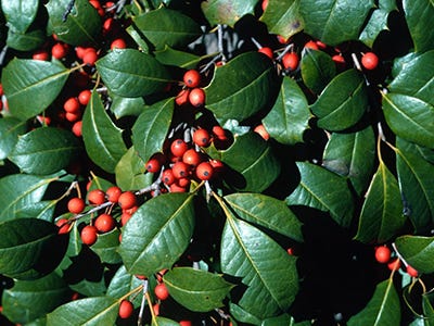 Garden Q&A: When you trim holly not key to berry production