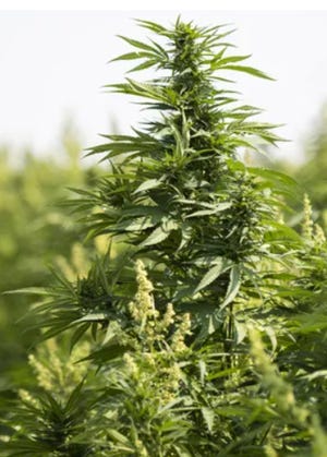 A hemp plant from the "Joker" variety growing in one of the hemp fields at Bingham Family Vineyards.