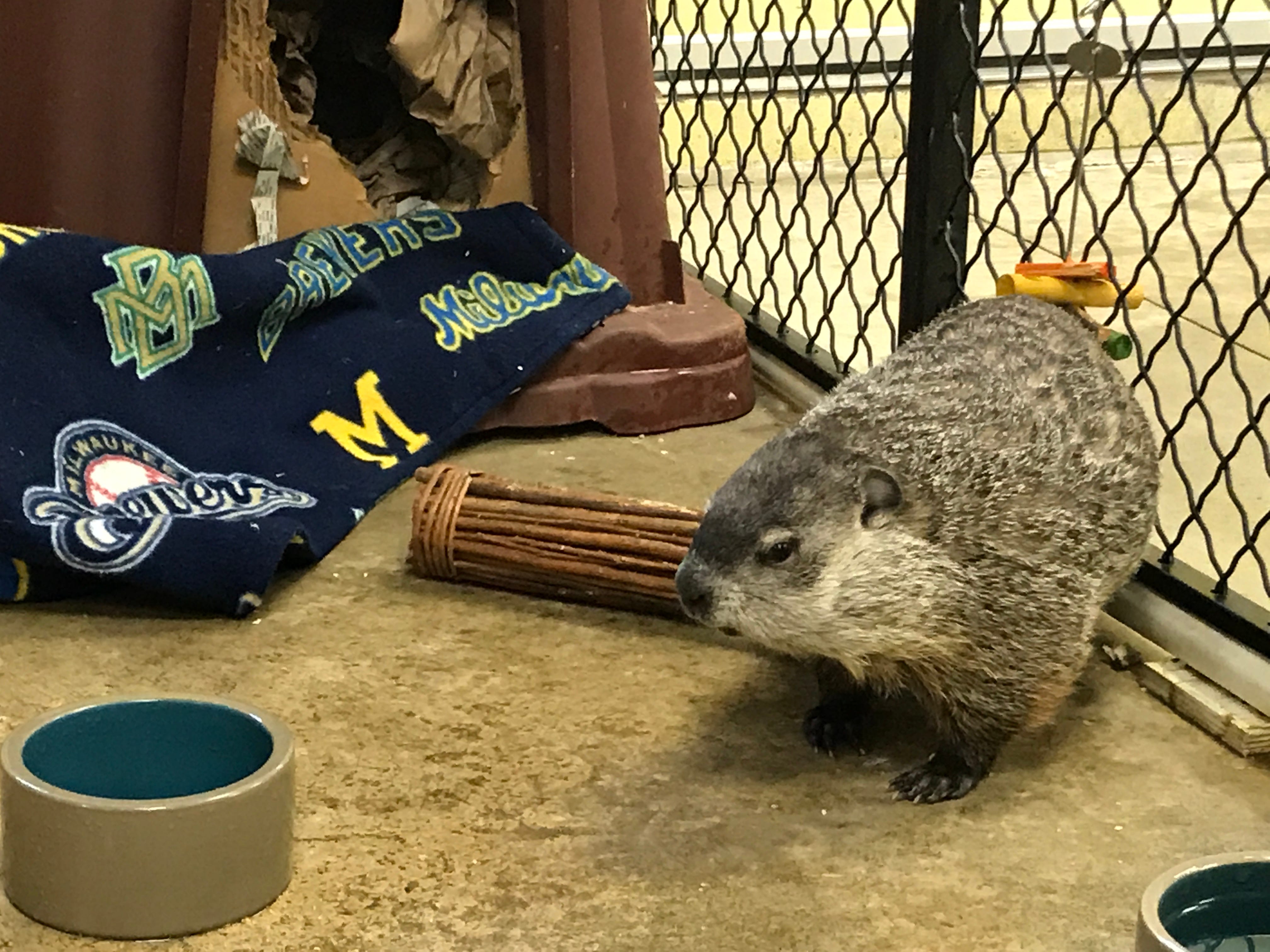 Gordy the groundhog is a popular attraction at the Milwaukee County Zoo. He also has a favorite blanket, which happens to bear Brewers insignia at the moment.