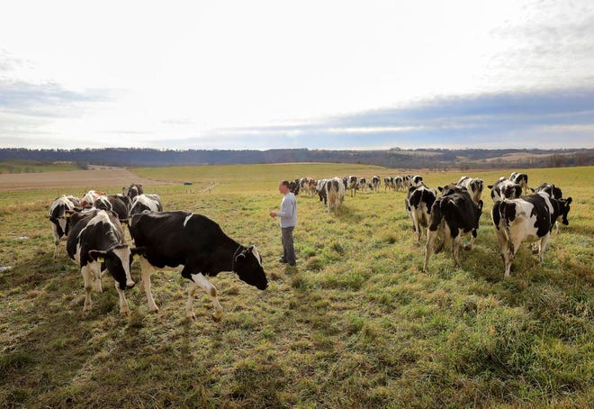 Jason Gruenfelder moves cows onto fresh pasture at his farm near Blanchardville. Gruenfelder uses rotational grazing, a model researchers say can make farms more profitable and more environmentally friendly.

JOHN HART, STATE JOURNAL
