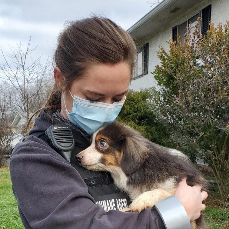 australian shepherd mini adoption