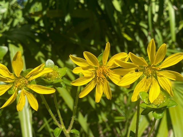 Starry rosinweed has tall stems bearing large yellow daisy-like flowers that will emerge from a showy basal rosette